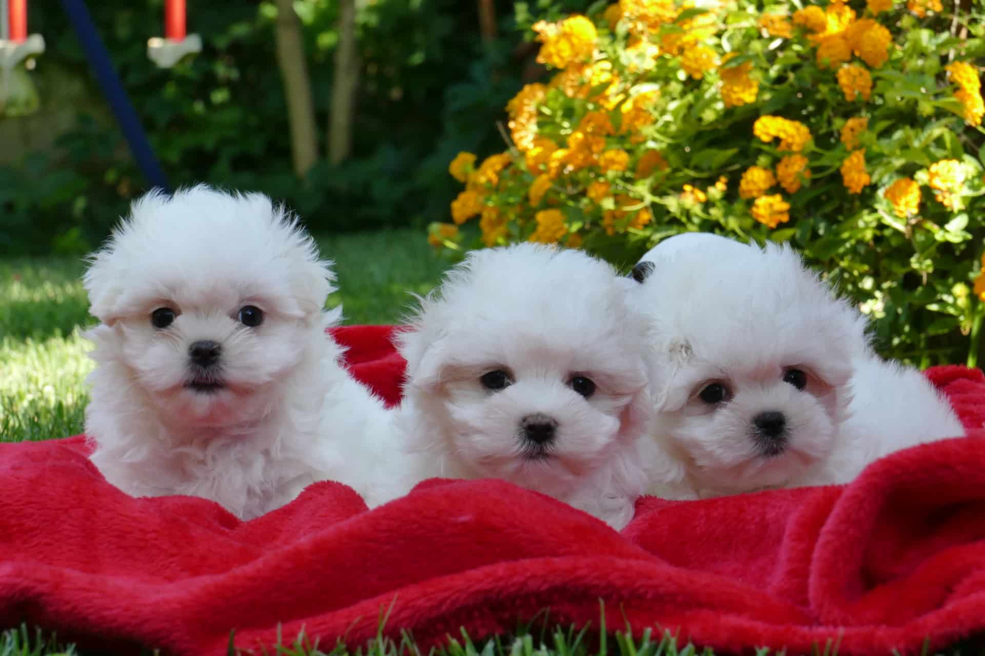 cachorros de bichon maltes en venta