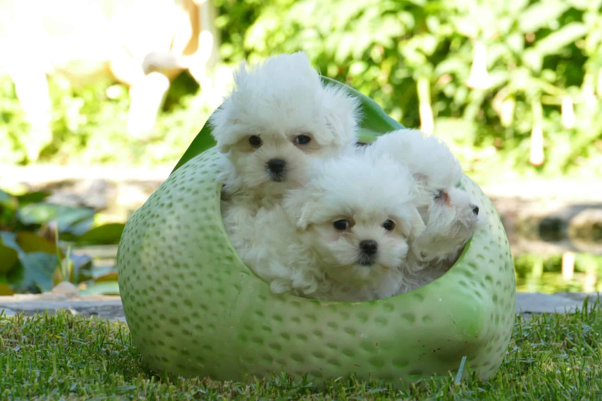 Tres cachorros Bichón Maltés jugando dentro de una cama en forma de fruta verde en un jardín, ejemplificando una raza de perro pequeño que no suelta pelo para familias que valoran la limpieza.