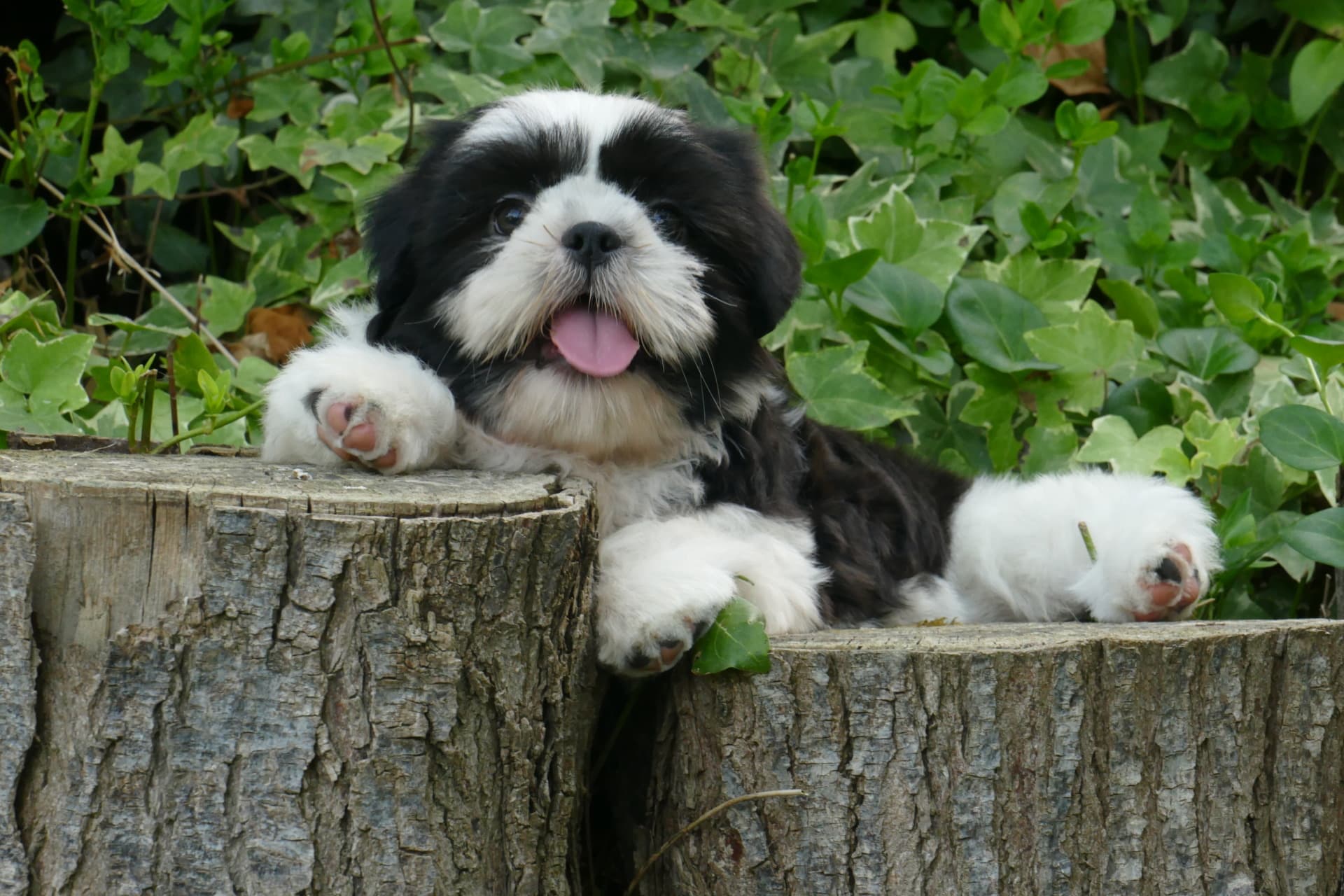 Cachorros Shih Tzu Maltes Mix