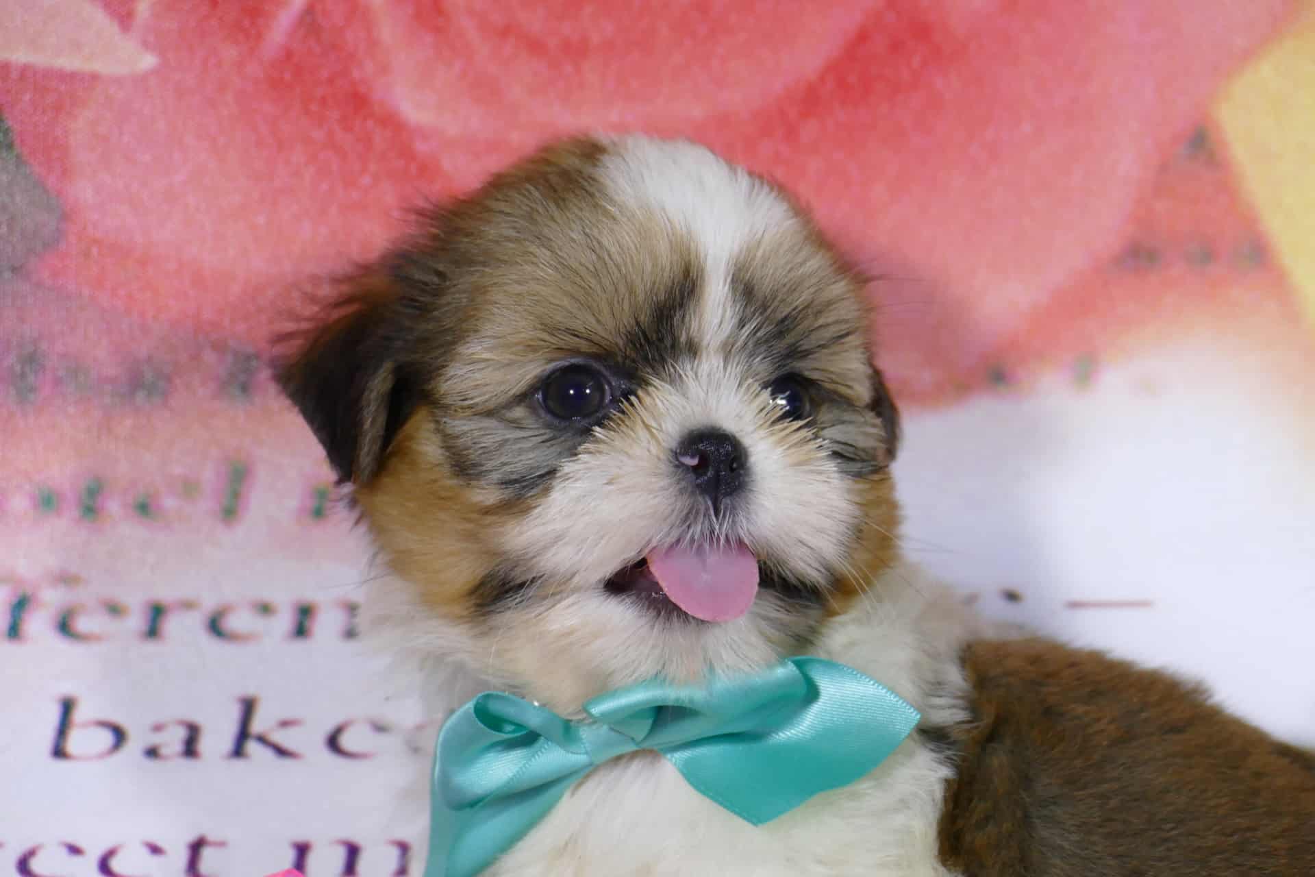 Cachorro de shih tzu dorado y blanco con la lengua fuera y un lazo turquesa al cuello