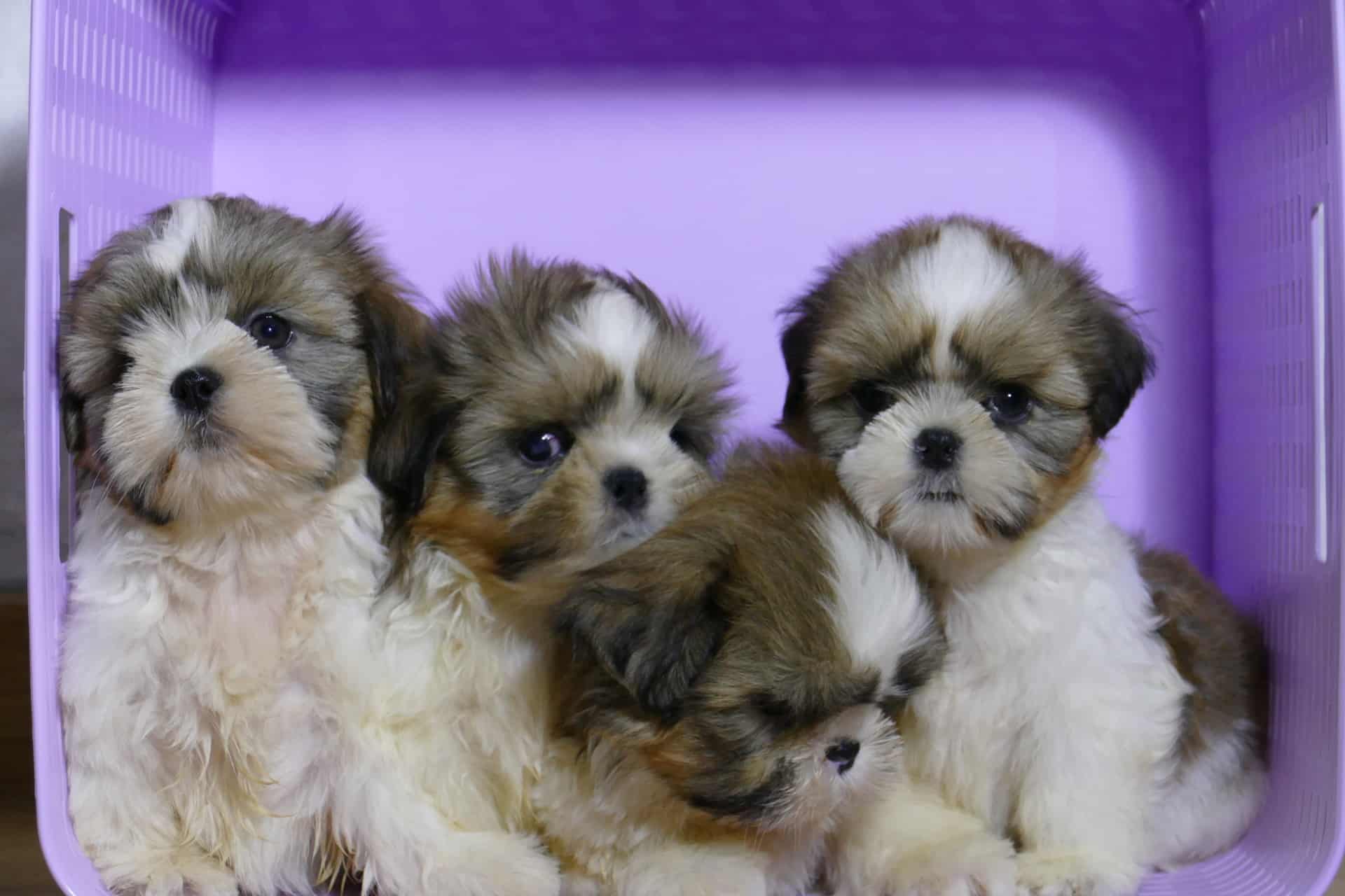 Cuatro cachorros de shih tzu dorados y blancos dentro de una cesta lila