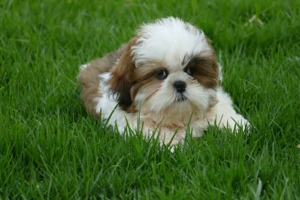 Comprar Cachorro De Shih Tzu Consulta Precio Criadero Online