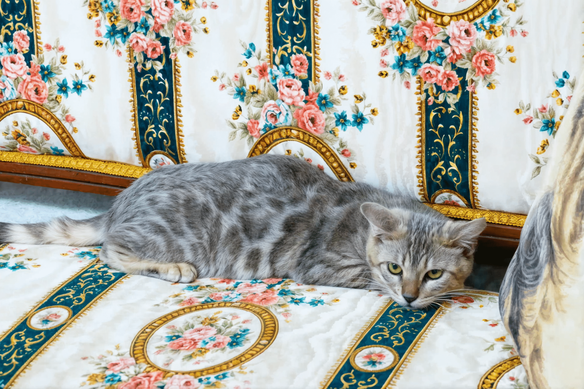 Gato bengalí silver de manto gris plateado con dibujo oscuro difuso, tumbado sobre un sofá clásico de tapicería floral blanca con detalles dorados