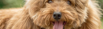 Caniche toy con corte de pelo esponjoso, mostrando su lengua y con una expresión alegre.