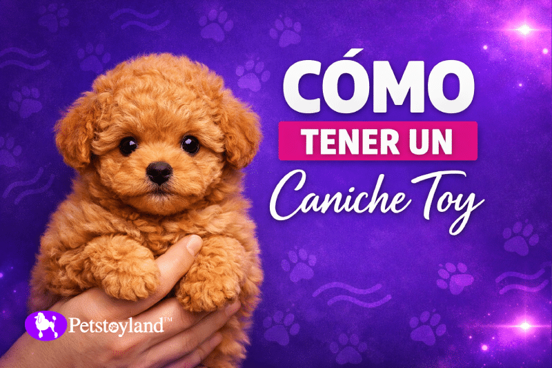 Cachorro de caniche toy color apricot sostenido en una mano sobre un fondo violeta con huellas, con el texto “Cómo tener un Caniche Toy”,