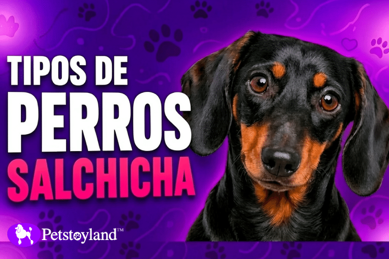 Miniatura de Petstoyland sobre los tamaños del teckel y los tipos de perro salchicha, con un primer plano de un teckel negro y fuego sobre fondo morado