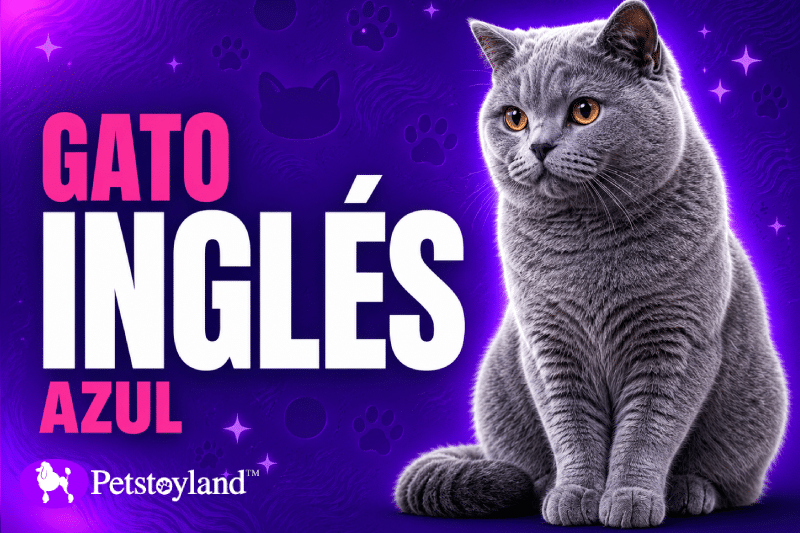 Miniatura visual de Petstoyland sobre el gato inglés azul, con un British Shorthair gris azulado sobre fondo morado y texto destacado