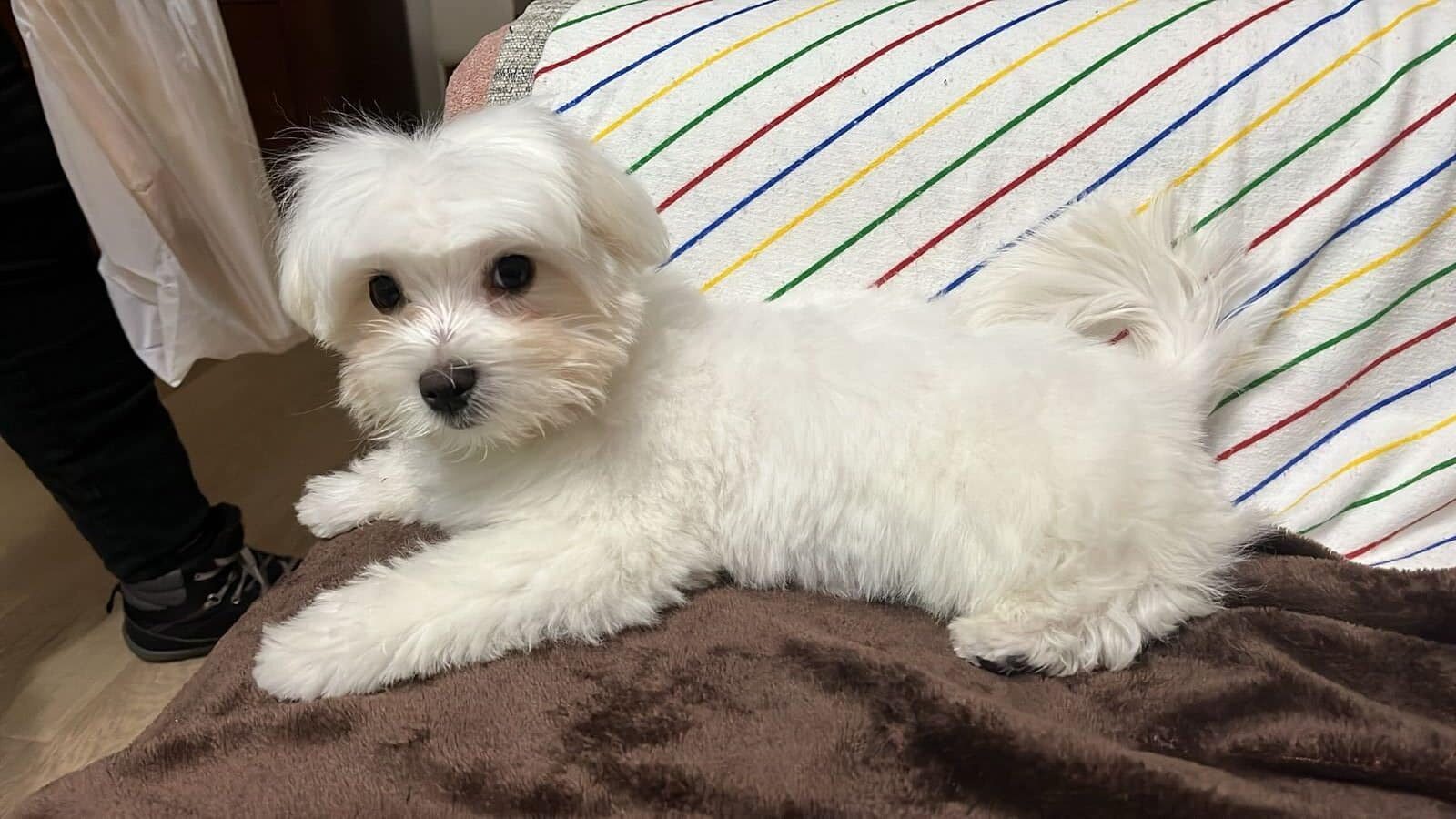 bichon maltes blanco petstoyland