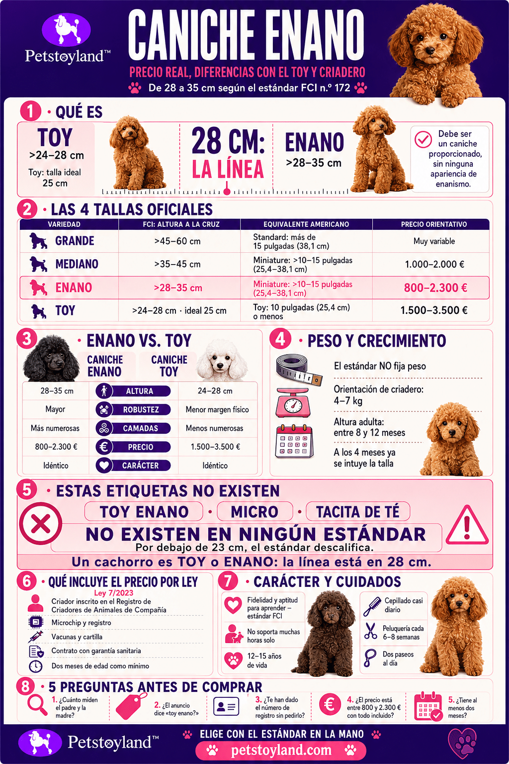 Infografía del caniche enano: la línea de los 28 cm con el toy, las cuatro tallas del caniche según el estándar FCI, precio de criadero, qué incluye por ley y cinco preguntas antes de comprar
