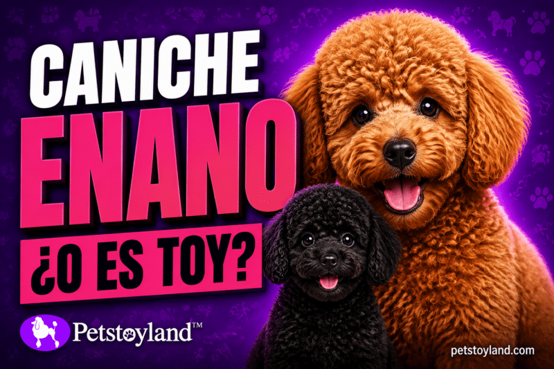 Caniche enano apricot adulto junto a un caniche toy negro más pequeño sobre fondo violeta, portada del artículo sobre el caniche enano