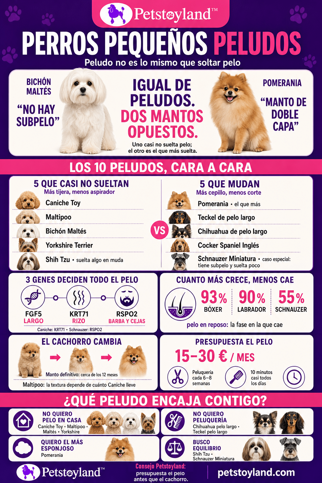 Infografía de Petstoyland sobre perros pequeños peludos: el estándar FCI del Bichón Maltés dice no hay subpelo y el del Pomerania manto de doble capa; cinco razas que casi no sueltan pelo frente a cinco que mudan, los tres genes del pelo y el presupuesto de peluquería