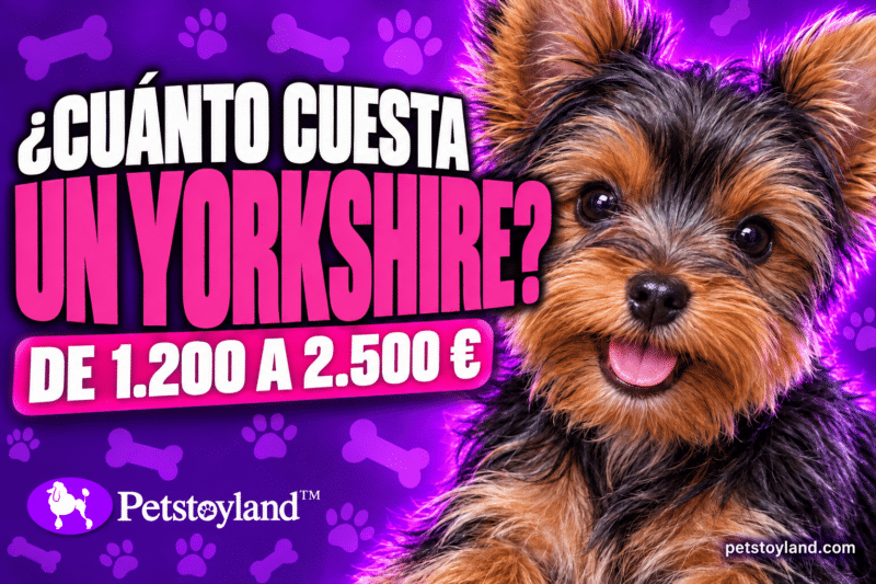 Portada del artículo sobre el precio del yorkshire terrier de Petstoyland: un cachorro de yorkshire negro y fuego junto al titular ¿Cuánto cuesta un yorkshire? de 1.200 a 2.500 €
